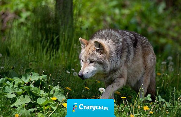 Чтобы подкова принесла удачу, надо вкалывать как лошадь.