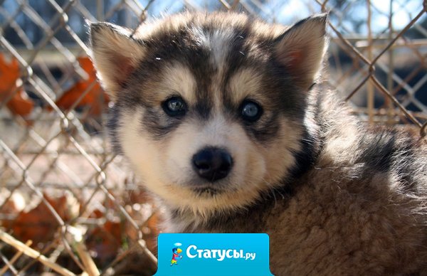 Ничто меня так не расстраивает, как умная глупость.