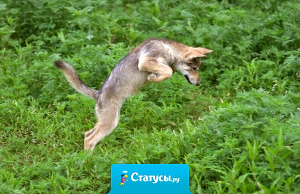 Прежде чем начать говорить, убедись, что тебя кто-то слушает.