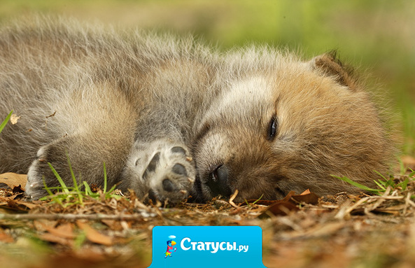 Справедливость - это когда слабый уступает сильному, глупость уступает уму, а зло уступает добру.