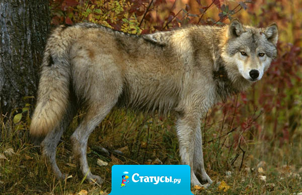 Мало суметь уйти; сумей, уйдя, не вернуться.