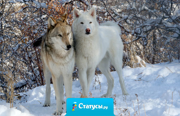 Золото проверяется огнём, женщина — золотом, а мужчина — женщиной.