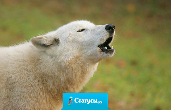 Не говори Богу, что у тебя есть проблема. Повернись к проблеме и скажи, что у тебя есть Бог.