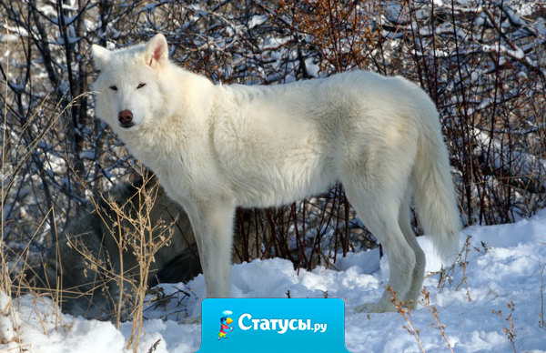 Умереть всегда успеешь, просто научись жить достойно!