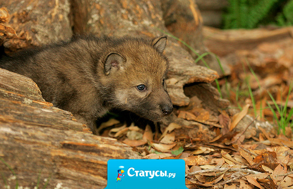 Будь собой! Остальные роли уже заняты.