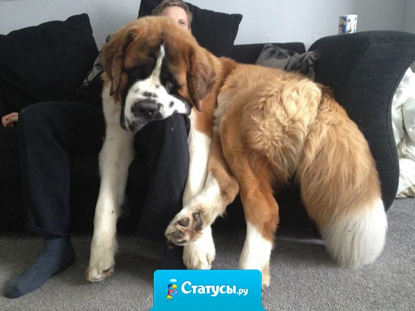 Когда ты уже вырос, но всё равно хочешь на ручки.