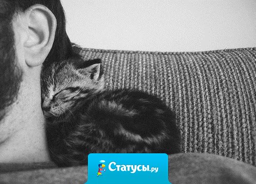 Кошка никогда не подружится с тем, кто не способен полюбить ее. Кошки никогда не ошибаются в людях.