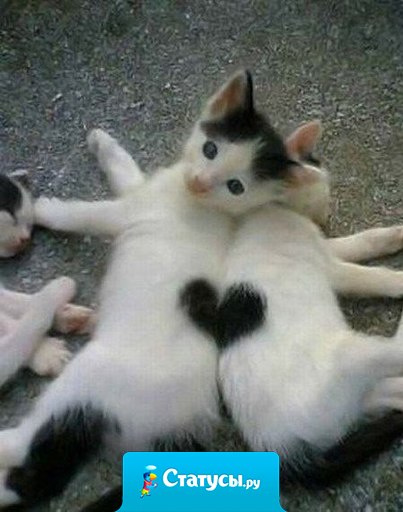 А он нашел свою вторую половинку.