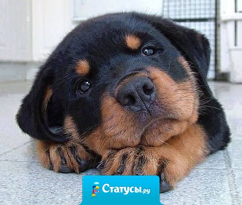 Это самое преданное создание, которое будет любить Вас всю жизнь просто за то, что Вы есть!