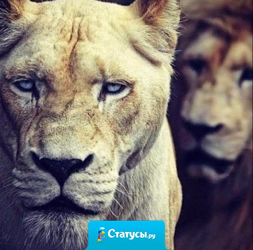 Бойтесь гнева терпеливых.