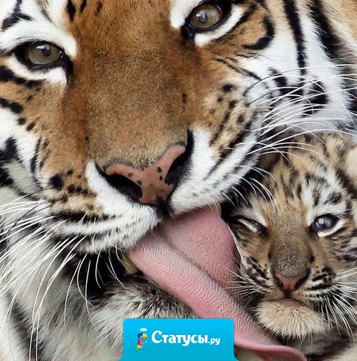 Любовь мамы незаменима..