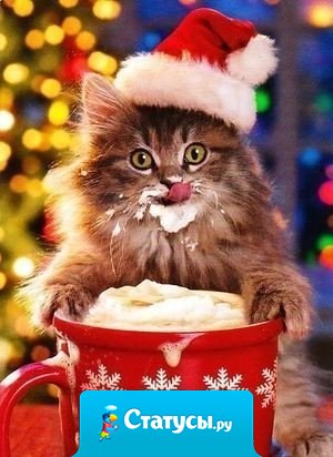 Замуррчательный нас ждёт Новый год!