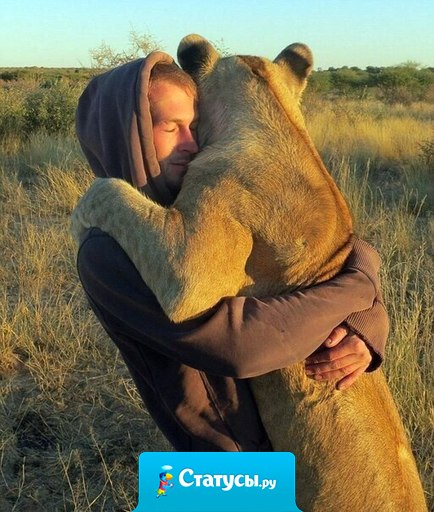 Львица обнимает человека, который спас её.