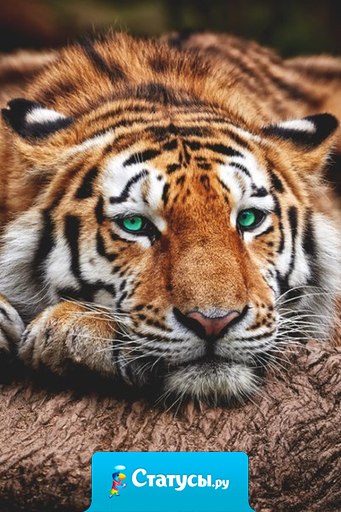 Самый лучший способ что-то найти — это просто перестать искать, а самый лучший способ чего-то дождаться — перестать ждать.