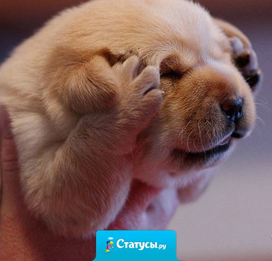 Прихожу домой, смотрю, столько работы!… Диван не лежанный, телевизор не смотренный, интернет не сиженный!