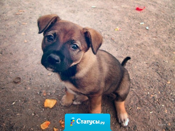 У собак лишь один недостаток — они верят людям.