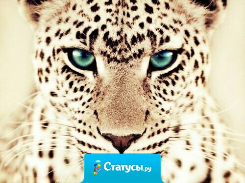 Никогда не сдавайся – никто кроме тебя самого, никто не сделает тебя сильным.