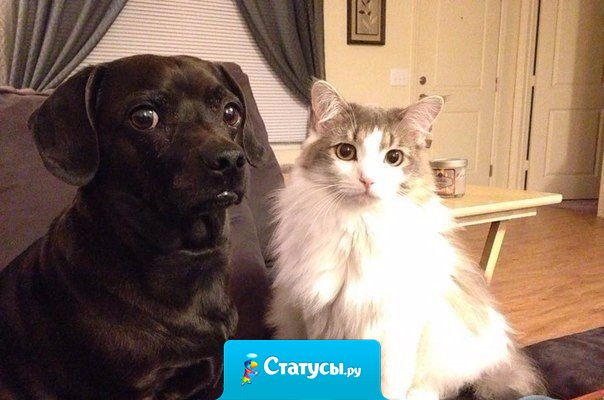 Я сидел за компом и минут 15 напевала разные песни, как мне казалось, хорошо. А потом просто обернулся и увидел эти глаза.