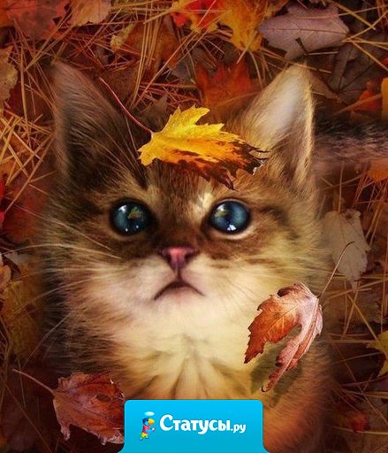 Осень не читает нравоучений. Она мудра. Напоминает о том, о чем важно помнить. «Не поддавайся отчаянию. Наблюдай за листопадом, но со стороны. Прислушивайся к дождю, но не к эмоциям»