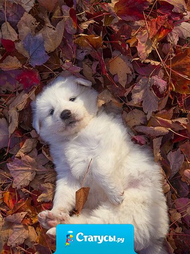 Жизнь слишком коротка для постоянного притворства. Искренность могла бы сэкономить людям время.