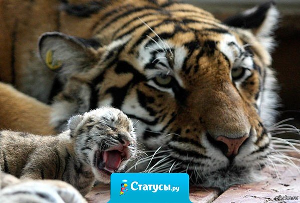 Когда дома маленький ребенок.