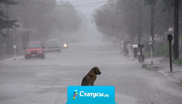 Не бросайте животных.