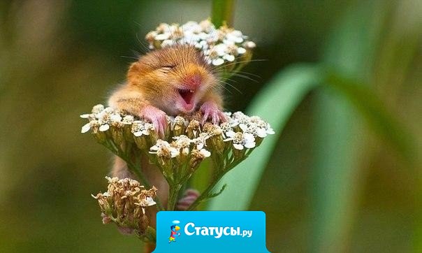 Иногда я чувствую себя такой же радостной дурындой!