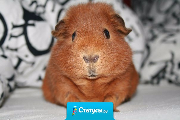 В Швейцарии есть закон, запрещающий иметь одну морскую свинку, так как они скучают без пары.