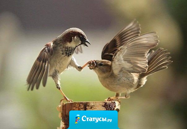 Слово не воробей - вылетит, не поймаешь. А если не вылетит, то будет летать внутри и клевать мозг!