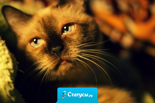 Кто не любит кошек, тот просто еще не встретил свою кошку.