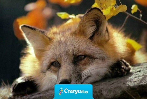 Часто люди стараются промолчать вовсе не потому, что им совершенно нечего сказать, а как раз наоборот.