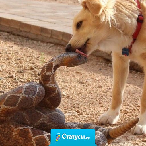 Да не шипи ты!