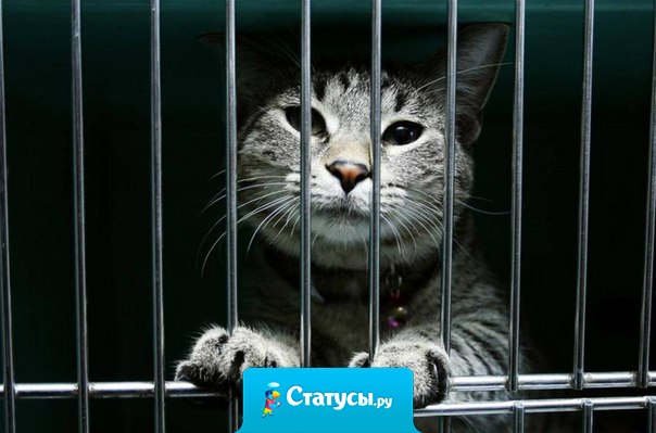 Чтобы купить животное - нужны деньги, чтобы спасти - доброе сердце.