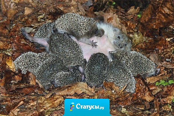 Даже если мама и колючая, все равно она самая лучшая.