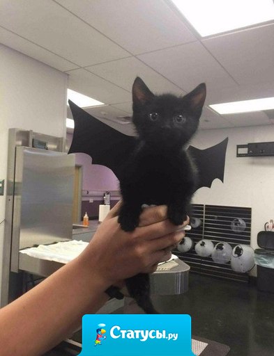 Ужас, летящий на крыльях ночи.