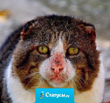 Люди, не будьте так жестоки к животным!