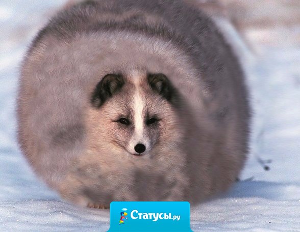 Ребята, это полный песец.