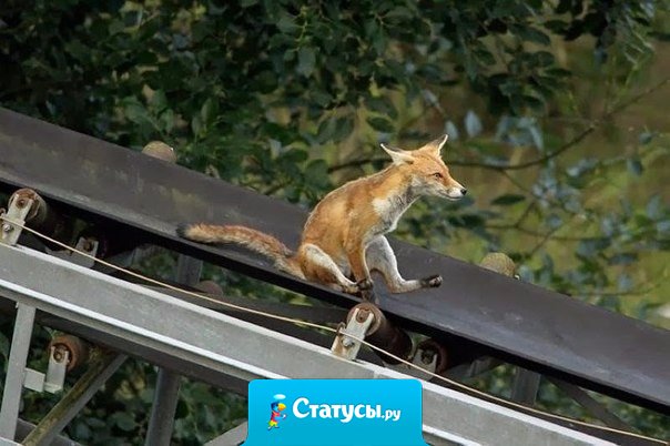 Эта лиса знает, как весело провести время.