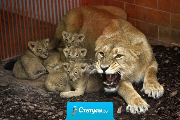 Мамочка в обиду не даст!