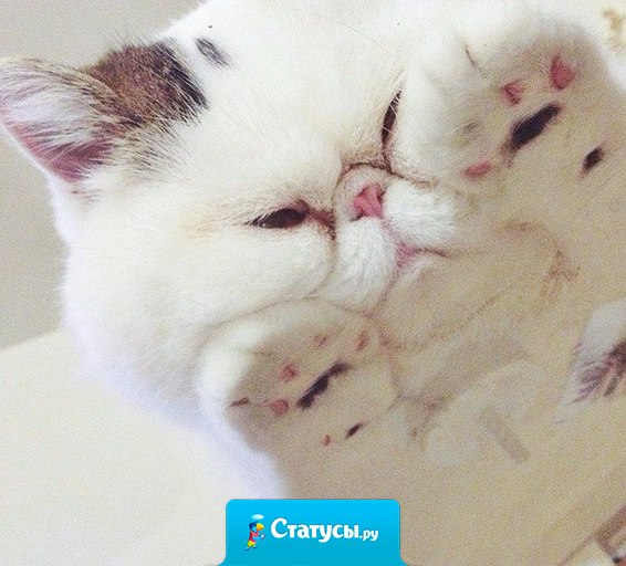 Хорошо быть котом, толстеешь - все умиляются.