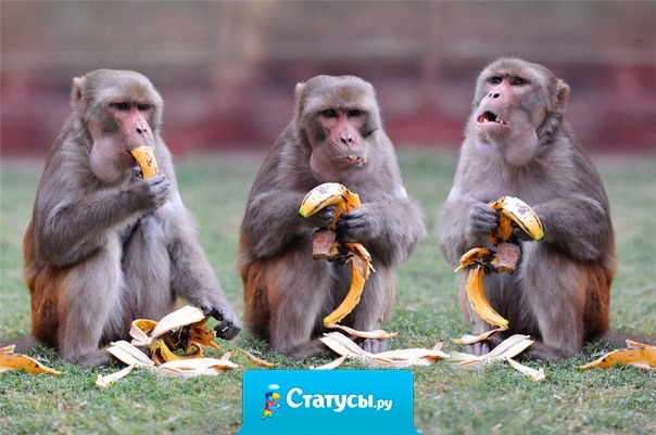 Следующий 2016 год - год Обезьяны! И, судя по ценам, жить мы будем на деревьях, ходить с голой жопой и питаться банановой кожурой!