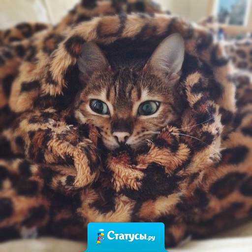 Настроение: свить гнездо из одеяла и никогда оттуда не выходить. 