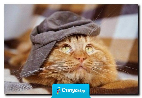 Пусть сбудется все, о чем мурчим.