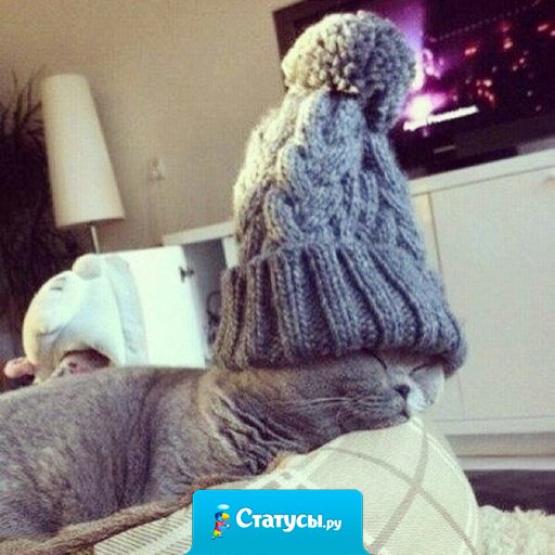 Даже кот уже готов к зиме 