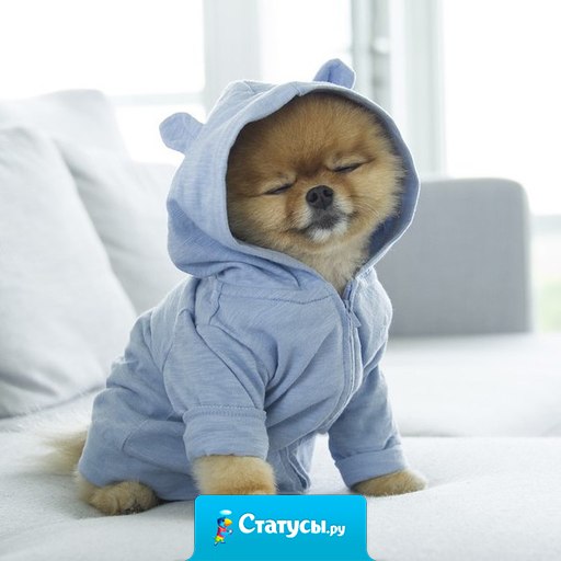 Он такой же милый, как и я по утрам.