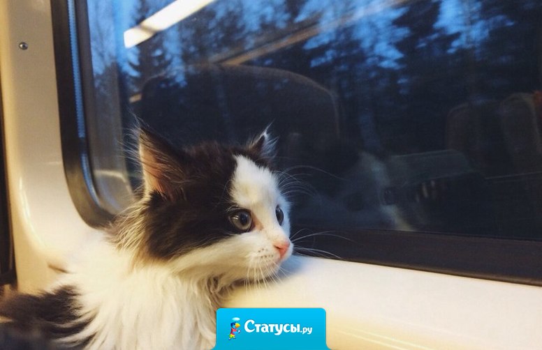 Настроение: смотреть в автобусное окно и думать о жизни.