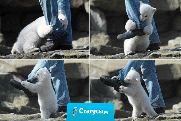 Жестокое нападение белого медведя на человека.