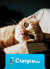 Если у вас есть кошка, вы возвращаетесь не в дом, а домой. 