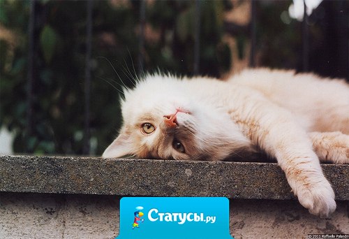 Для адекватной самооценки человеку нужна собака, которая будет его обожать и кошка,которая будет его игнорировать.