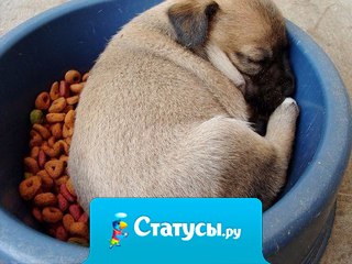 Хорошо иметь большую миску: поел, поспал.